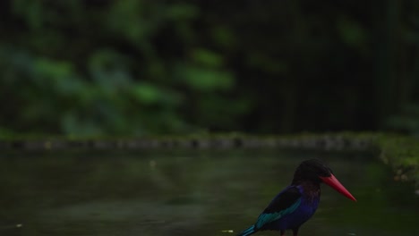 primer plano de un pescador de java llevando comida en su boca