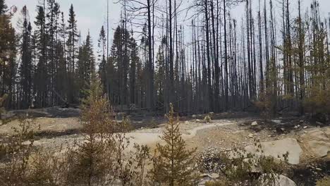 Sideways-pov-of-burned-trees-in-ethereal-landscape