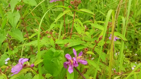 zoom out melastoma malabathricum plant