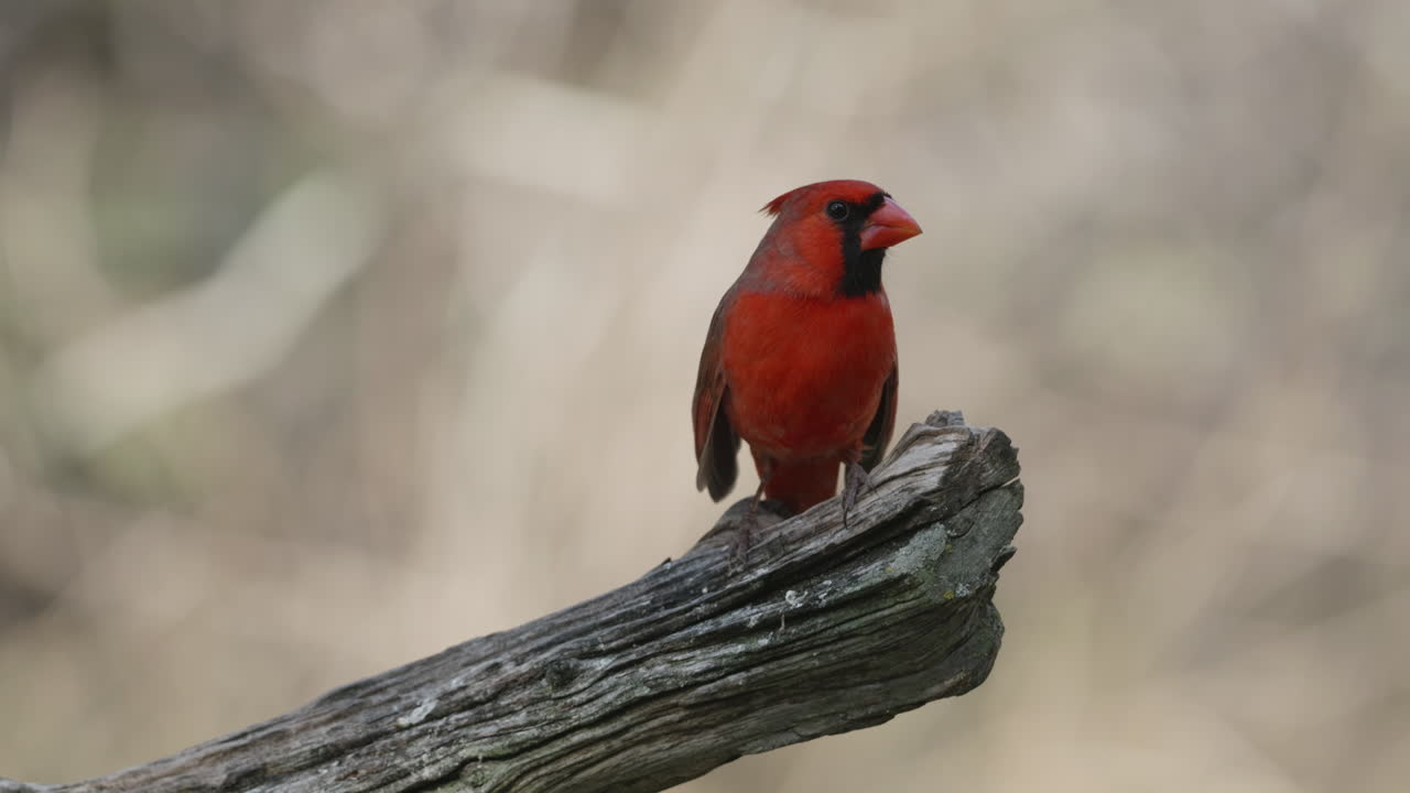 Northern Cardinal perching on a branch - cardinalis cardinalis