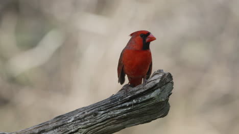 northern cardinal perching on a branch - cardinalis cardinalis