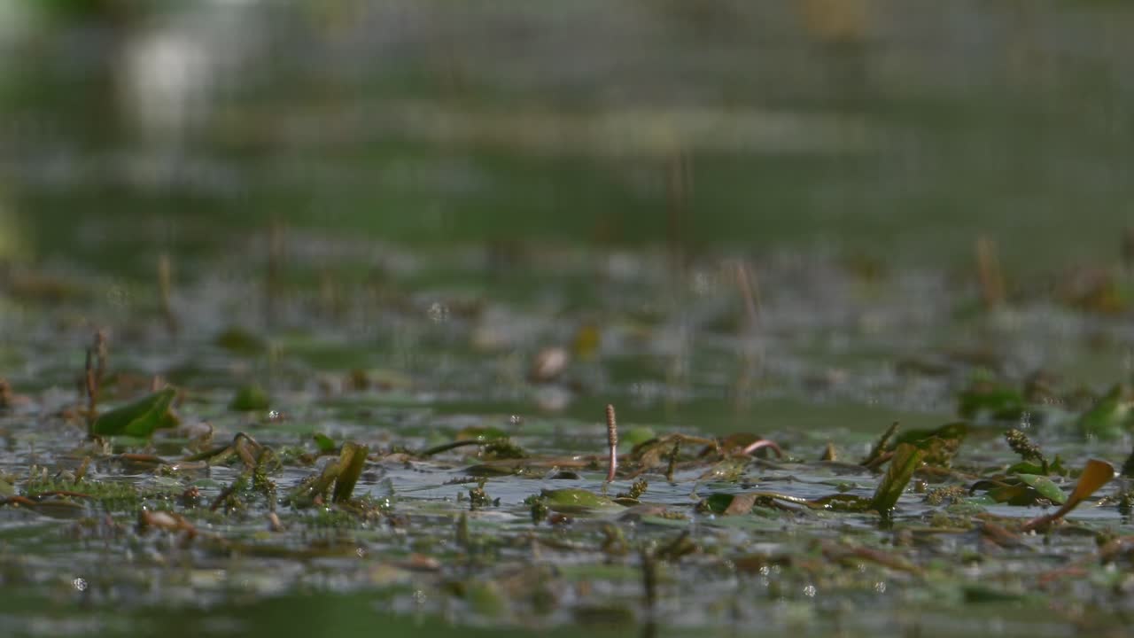 Pheasant tailed Jacana Bird in wetland