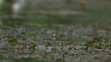 pájaro jacana de cola de faisán en el humedal