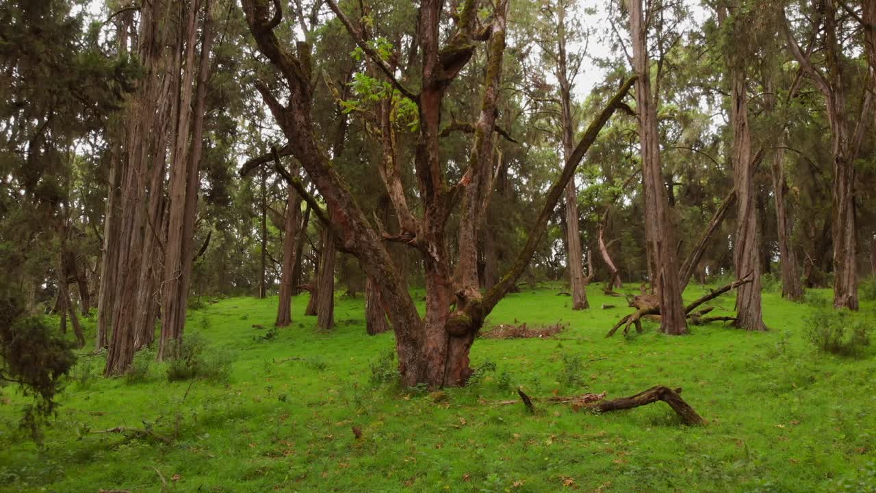 зеленый пышный лес на склонах горы кения