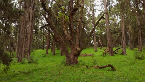 un bosque verde y exuberante en las laderas del monte kenia