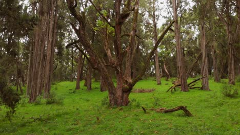 a green lush forest on the slopes of mount kenya