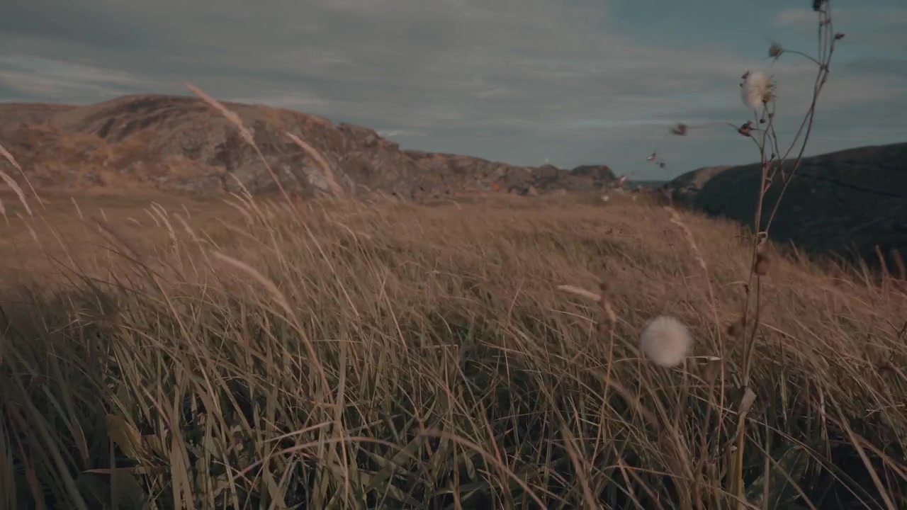 A video of a grassy field with tall grass swaying in the gentle breeze at Mølen, with rocky hills in the background under a soft, cloudy sky