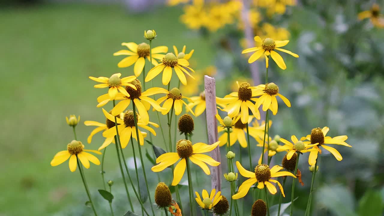 활기찬 노란색 꽃은 바람에 부드럽게 흔들립니다.