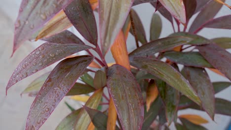 Planta-De-Ti-Hawaiana-Con-Gotas-De-Agua-En-Hojas-Mojadas,-Cierre-De-Planta-De-Interior