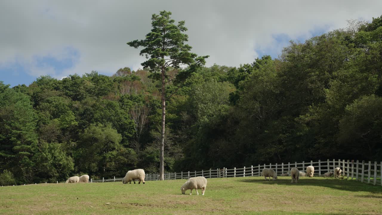 A Flock Of Merino Sheep On A Pasture at Farm or Ranch Yard with Dense Forest in Background on Sunny Summer Day in Rural Countryside