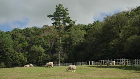 a flock of merino sheep on a pasture at farm or ranch yard with dense forest in background on sunny summer day in rural countryside