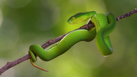 la víbora de labios blancos es una víbora venenosa endémica del sudeste asiático y a menudo se encuentra durante la noche esperando en una rama o rama de un árbol cerca de un cuerpo de agua con muchos alimentos