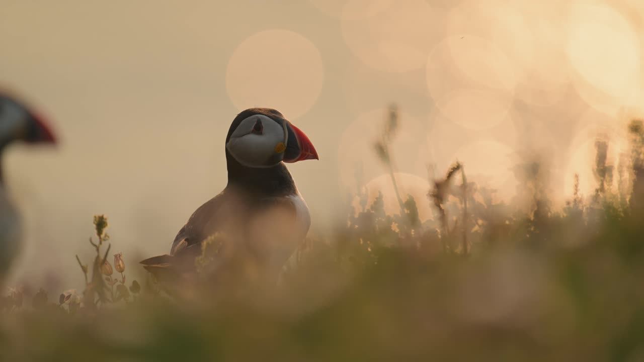 Puffin Close Up Portrait in Orange Sunset Light, Warm Orange Sunlight and Atlantic Puffin on Skomer Island in Wales, Beautiful UK Wildlife and Birds