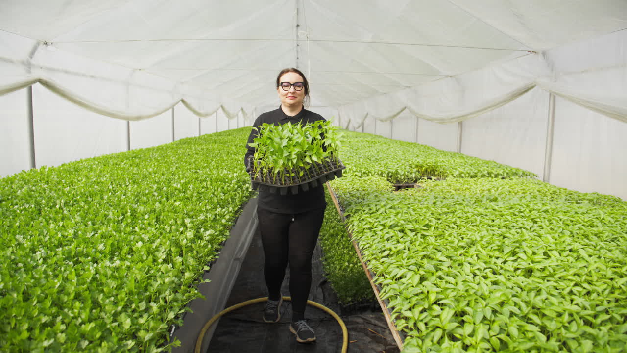 Shot of woman presents a tray of green sprouts, seedlings in commercial nursery greenhouse