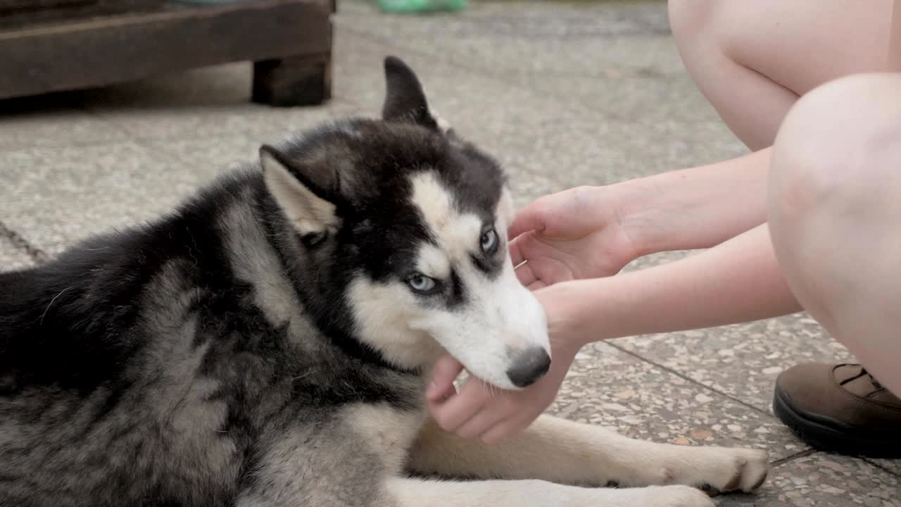 소녀가 허스키 개를 만지고 있다