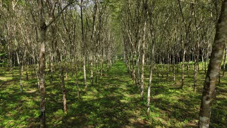 Monokultur-Gummibaumplantage,-Bäume-In-Einer-Reihe,-Latexproduktion-Hevea-Brasiliensis,-Cash-Crop-Preise,-Exportprodukt,-Produktivität-Der-Agrarwirtschaft-In-Südostasien