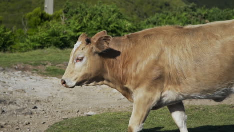 profile shot of brown cow walking down side of road, slow motion