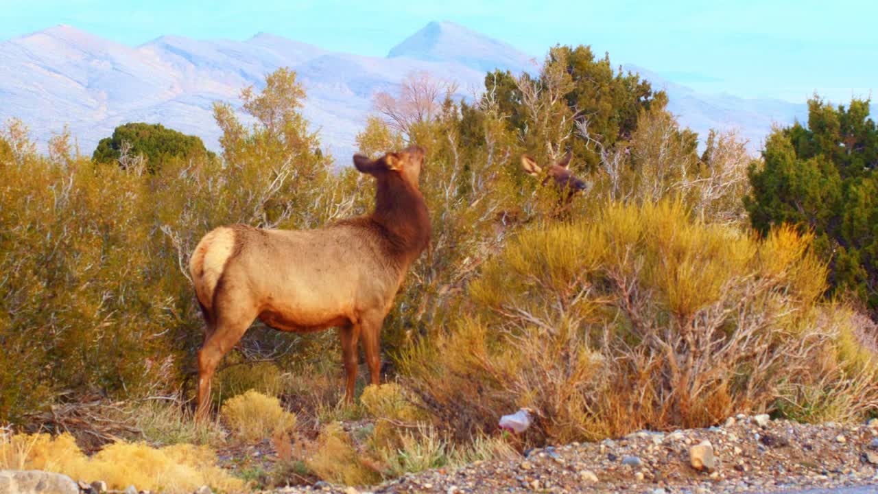 y alces temprano en la mañana alimentándose en las montañas del sur de nevada