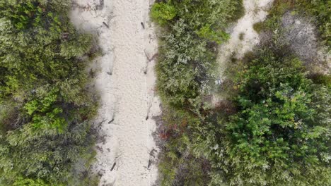 Una-Vista-De-Pájaro-De-Un-Camino-A-Través-De-Un-Bosque-Con-árboles-Y-Arbustos-A-Ambos-Lados