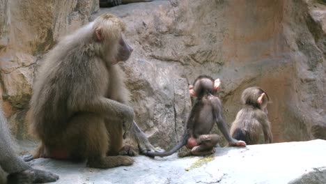 Familia-De-Babuinos-Hamadryas-Sentados-En-La-Roca