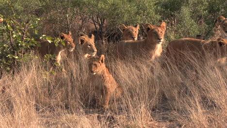 lion cubs curiously watching something ahead of them while sitting in the tall grass under the golden glow of the hot african sun