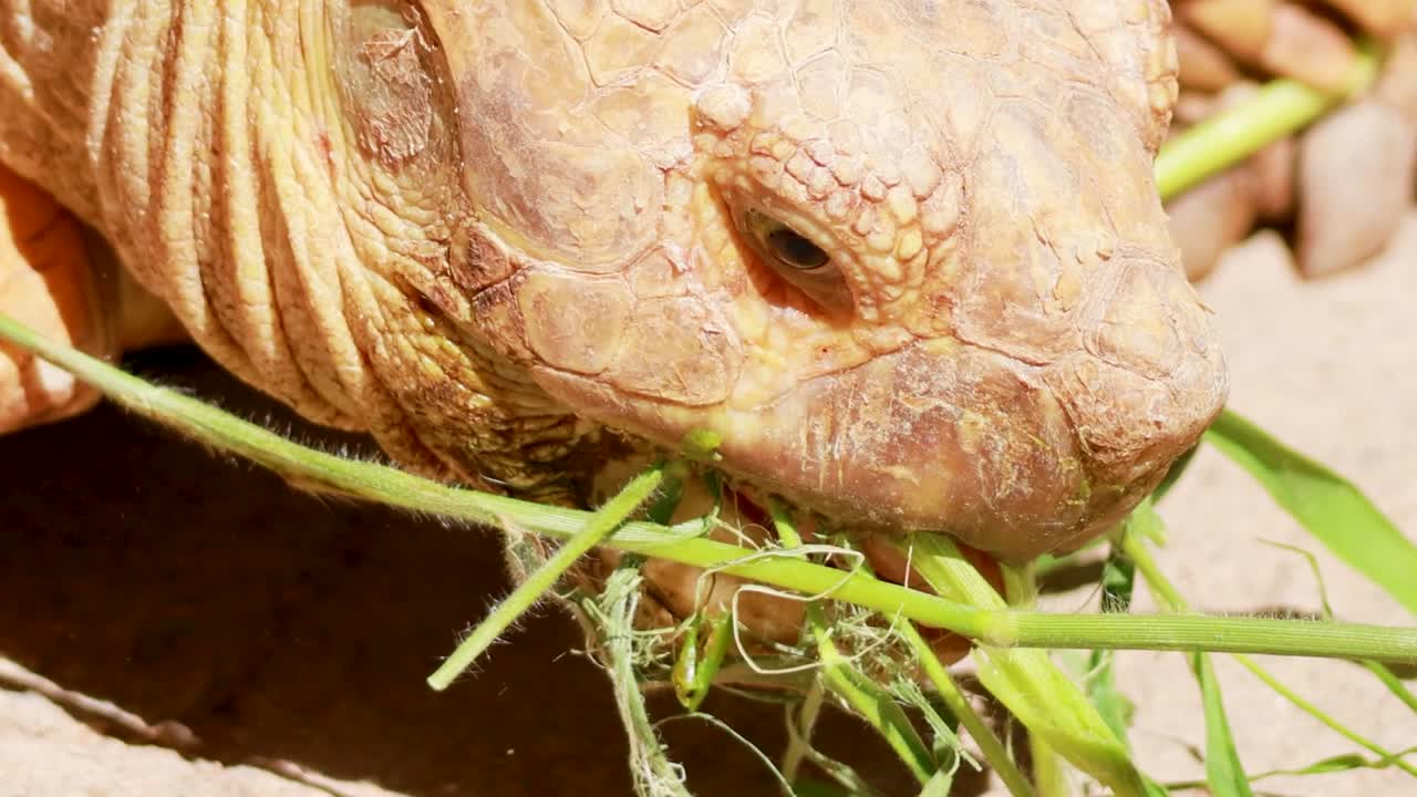 Detaillierte Extrem-Nahaufnahme eines Schildkrötenkopfes, der im Sonnenlicht frisches grünes Gras kaut.