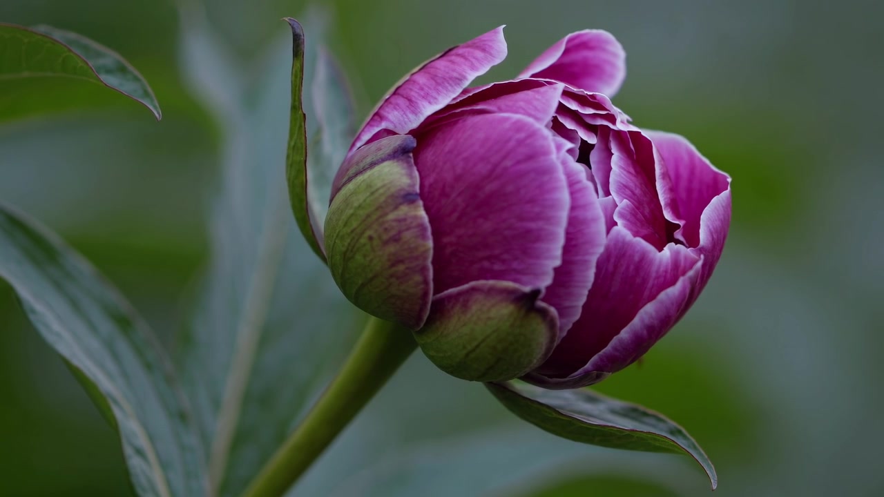 Selang Waktu Kuncup Bunga Peony Merah Muda yang Mekar