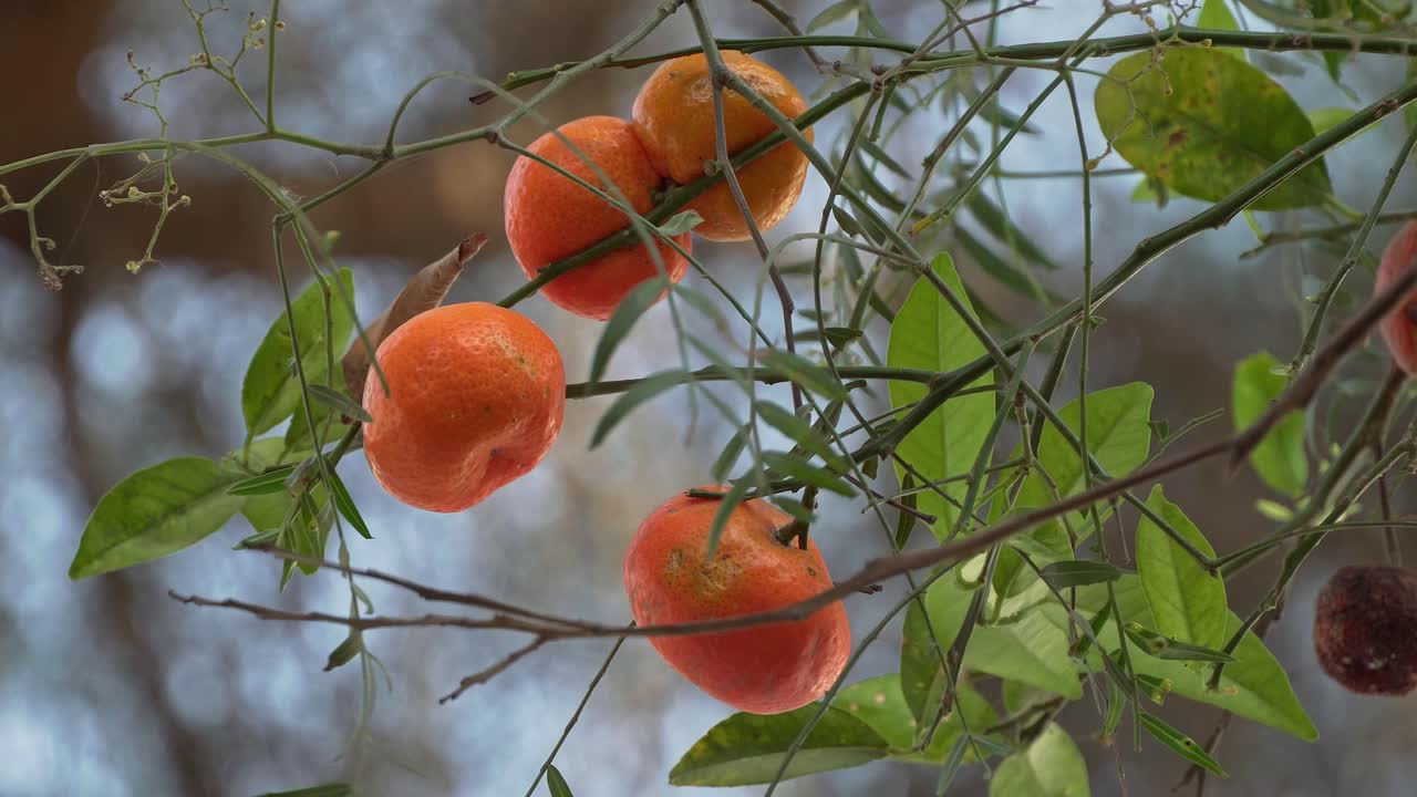 naranja mandarina meciéndose en el viento