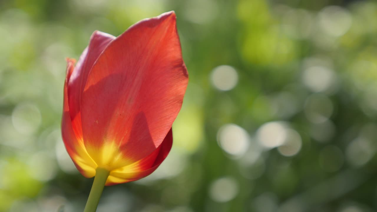 Red cultivated Tulipa gesneriana flower shallow DOF 4K