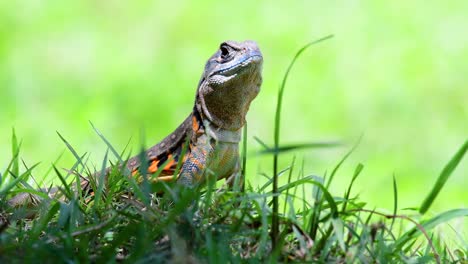 Die-Schmetterlingseidechse-Ist-Eine-Art-Leguan,-Die-Haut-Ist-Mit-Orangefarbenen,-Olivgrünen,-Weißen-Und-Blauen-Flecken-Gefleckt