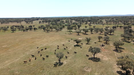 4K-Drohnenaufnahmen-Einer-Bullenherde,-Die-Auf-Einem-Feld-Rennt