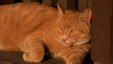 Gato-Descansando-En-Una-Terraza-En-El-Bosque-De-Seúl