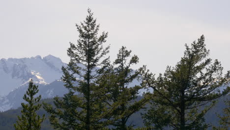 close up pine trees with snowy mountain background