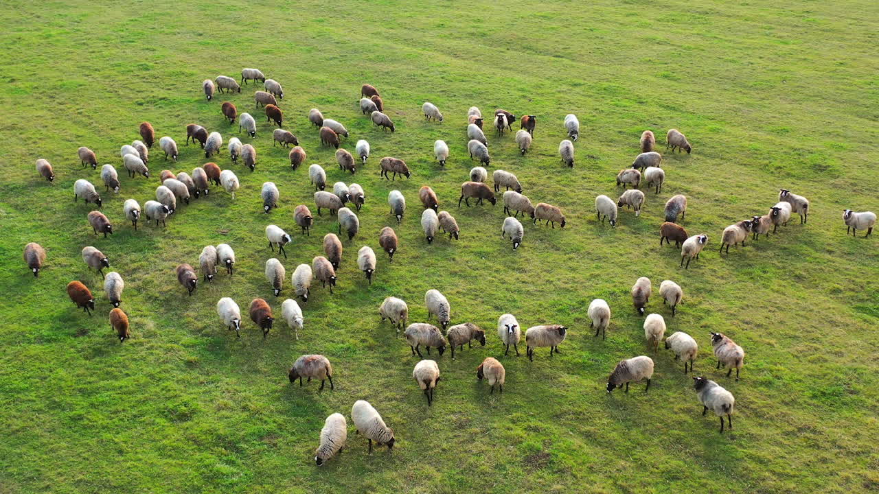 Sheep graze on a green meadow. Animals with wool eat grass on the slope. Lovely lambs. Green juicy beautiful grass.