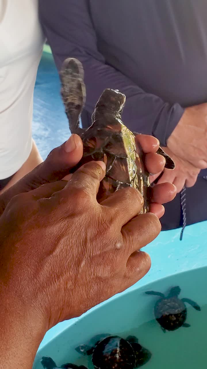 Newborn sea turtle on human hands, Rescue turtle in Los Roques Venezuela