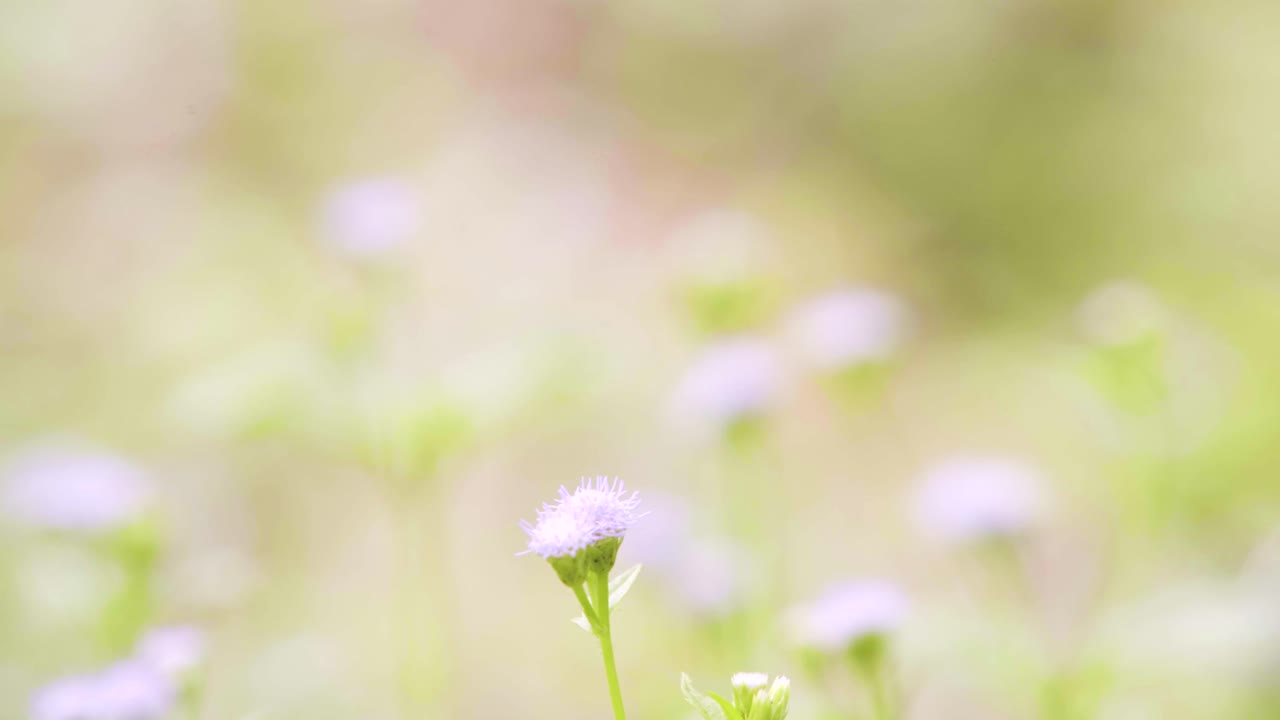자연 환경에서 나비 수분 꽃 -3