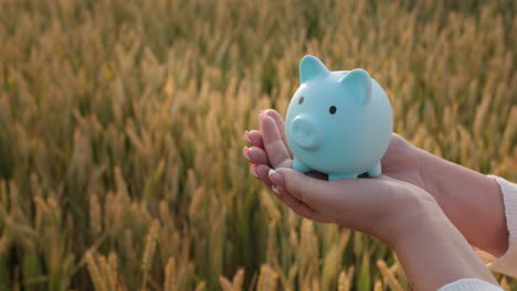 the farmer holds a piggy bank in his hands against the background of a field of wheat