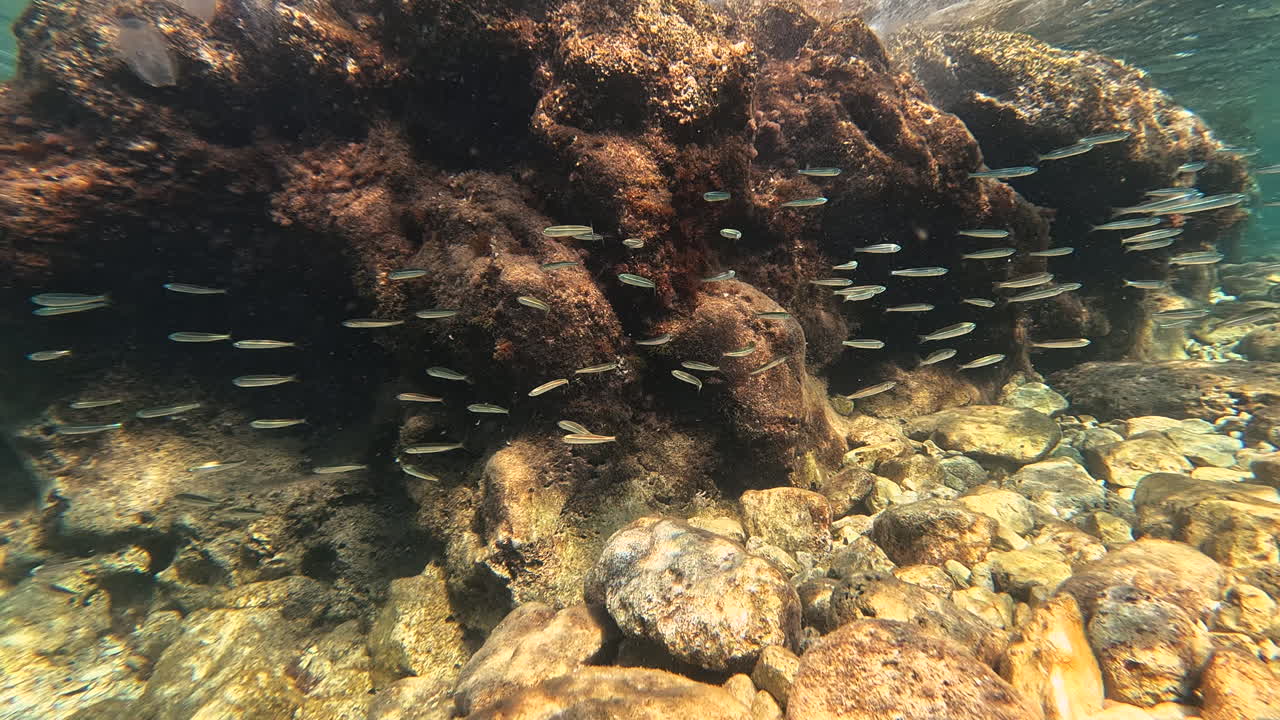 Un gruppo di piccoli pesci nuota attorno a una scogliera rocciosa frastagliata, mentre una ctenofora traslucida galleggia dolcemente nell'acqua vicina. La scena cattura la ricchezza di un ecosistema costiero poco profondo