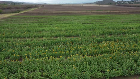 imágenes aéreas de drones de un campo de girasoles