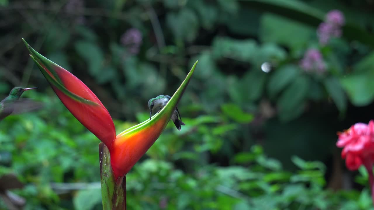 Alcuni graziosi colibrì che si aggirano attorno a una pianta di Heliconia stricta