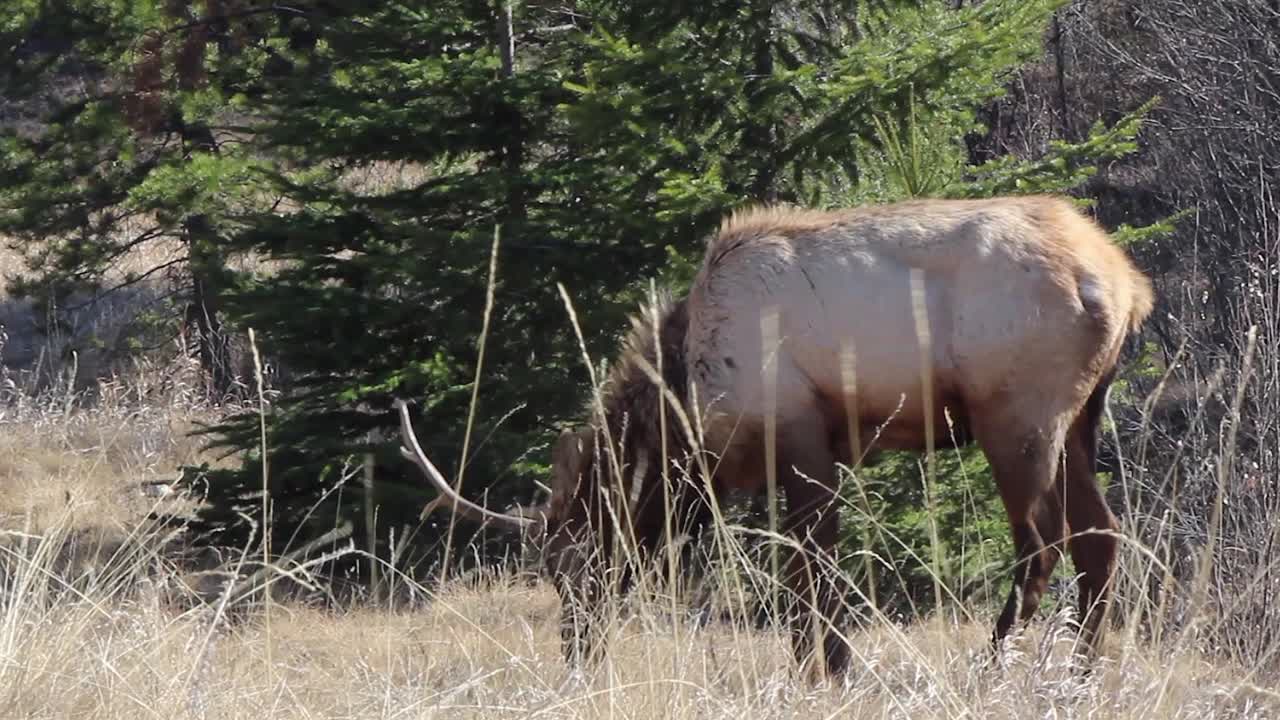 Healthy six point Elk eats tall dry meadow grass near evergreen tree