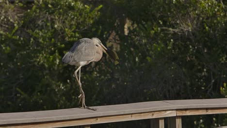 great-blue-heron-with-speared-fish-walking-along-railing-super-slowmo