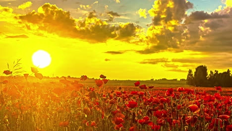 Cloudscape-Over-Countryside-Flower-Fields-Against-Golden-Sky