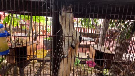 squirrel climbing inside a cage in ayutthaya