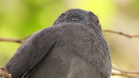 bird extreme closeup , trogon female looking around moving that eye and head , grey plumage slaty tailed trogon