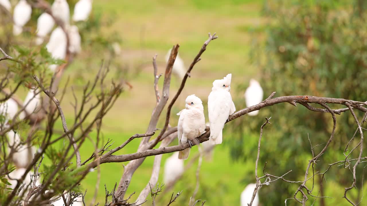 Long-billed corellas perched on branches in a natural setting. Bright daylight highlights their white feathers against a lush green background