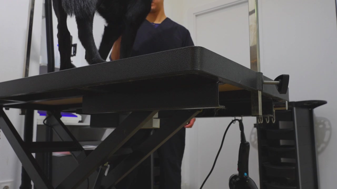 Professionel hundefrisør udfører håndtrimning på en sort hund, mens bordet automatisk hæves i en hundesalon.