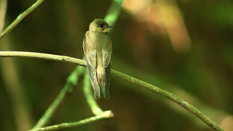 Rauhflügelschwalbe,-Süßer-Kleiner-Vogel,-Der-Sich-Umschaut,-Sitzende-Schwalbe,-Südliche-Rauhflügelschwalbe,-Einsamer-Erwachsener,-Sich-Drehender-Kopf,-Frühlingssommer-Im-Dschungel,-Cerrado,-Savanne,-Brasilien,-Tierwelt,-Filmisch