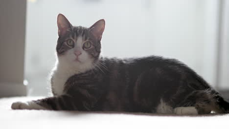 Tabby-house-cat-lays-watching-intently