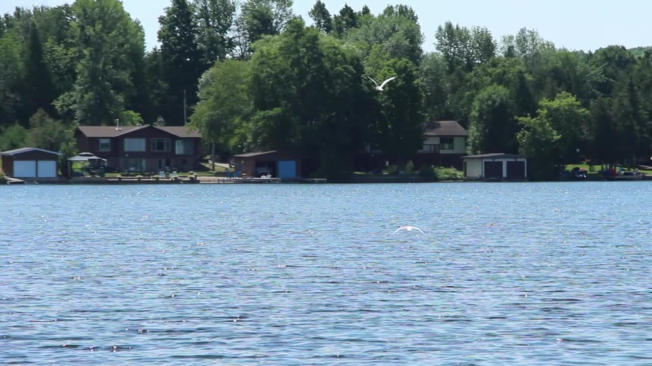 Seagulls Flying And Floating On The Calm Water In Kawartha Lakes, Ontario, Canada At Daytime. - wide shot